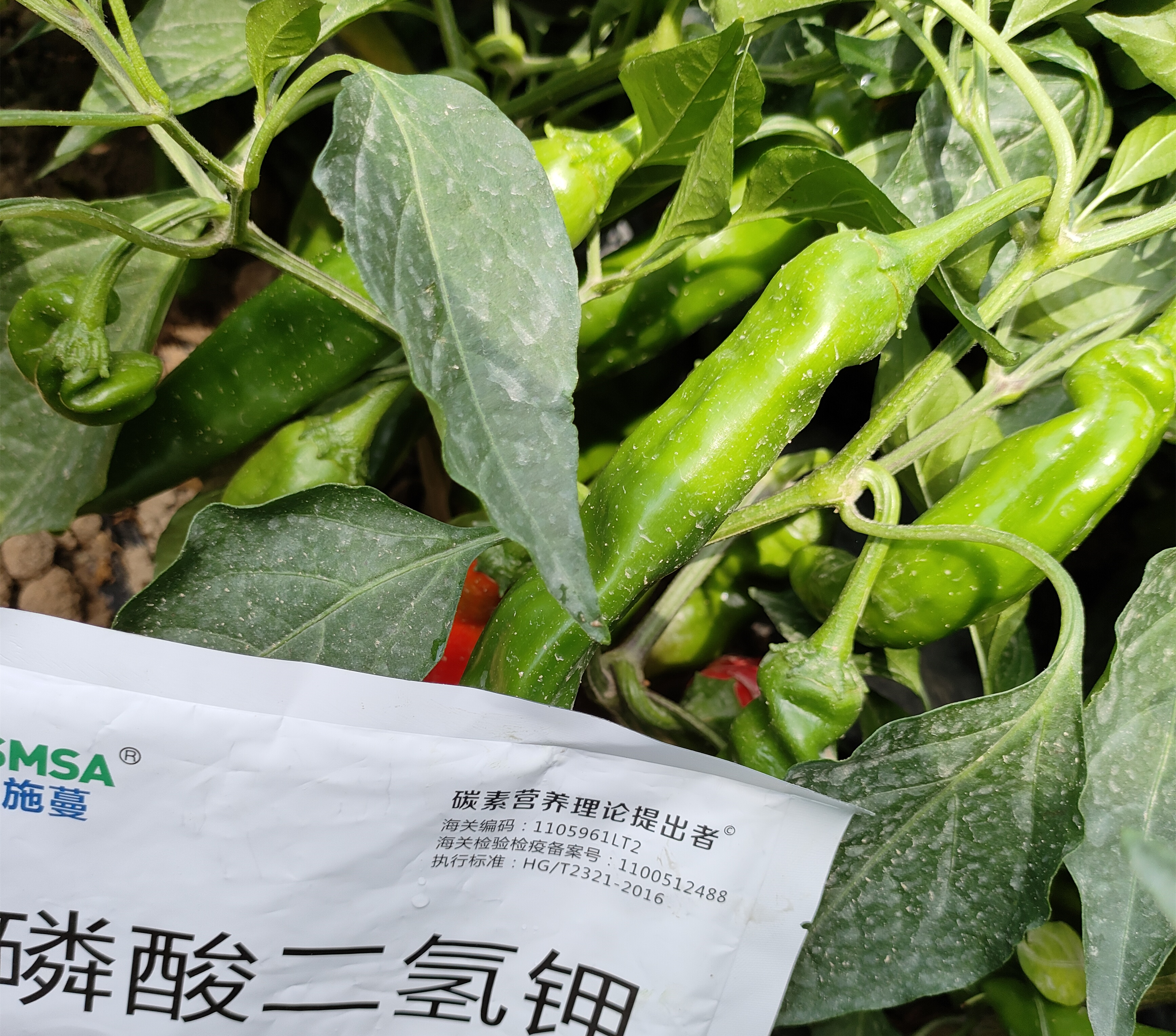 辣椒种植-爱施蔓蔓叶水溶肥