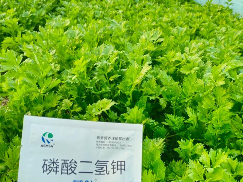 芹菜施肥-蔓叶磷酸二氢钾