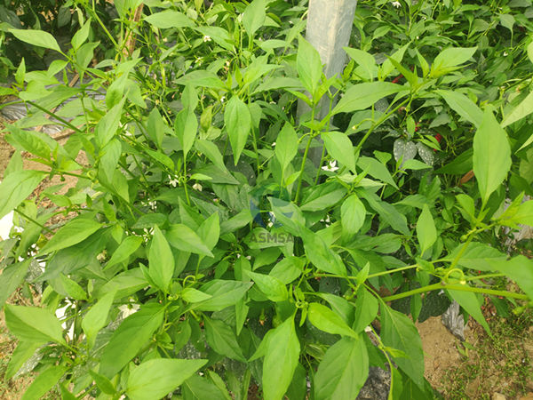 辣椒-爱施蔓蔓叶水溶肥