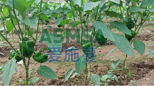 水溶肥使用时要注意什么？