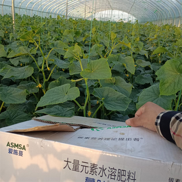 黄瓜施肥-爱施蔓蔓叶水溶肥 