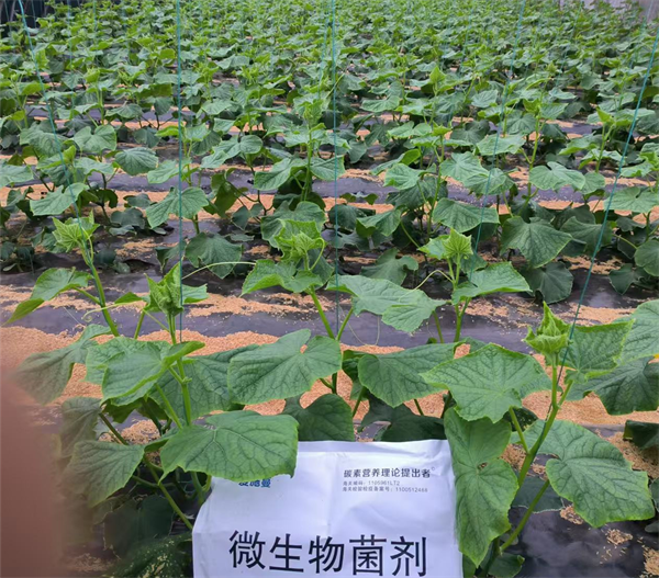 黄瓜施肥-爱施蔓蔓叶水溶肥.