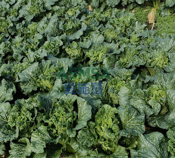叶菜施肥-爱施蔓蔓叶水溶肥