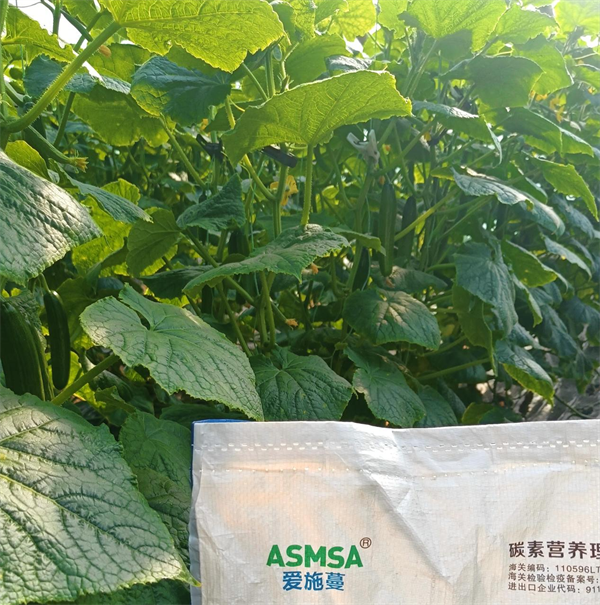 黄瓜种植-爱施蔓蔓叶水溶肥