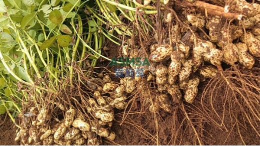 花生种植用好钙镁肥，喜迎大丰收！