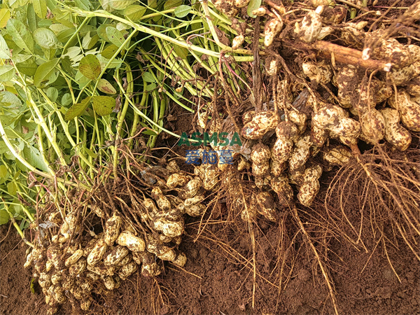 花生种植-蔓叶钙镁肥 