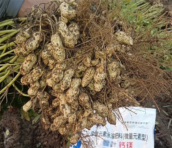 花生种植-蔓叶钙镁肥 