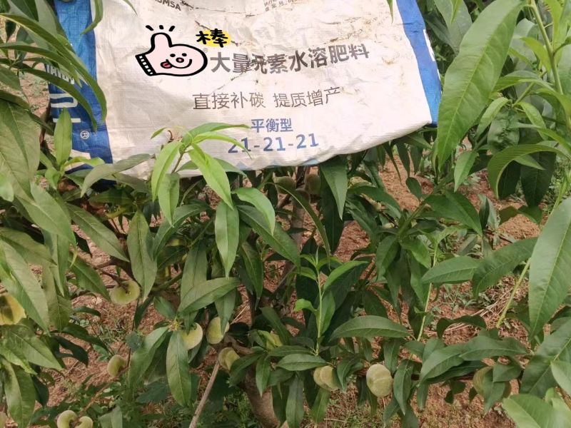桃树施肥-爱施蔓蔓叶颗粒水溶肥