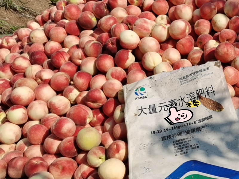 桃树施肥-蔓叶大量元素水溶肥