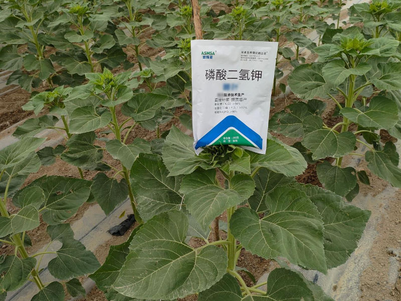 葵花施肥-蔓叶磷酸二氢钾