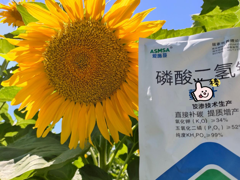 葵花施肥-蔓叶磷酸二氢钾
