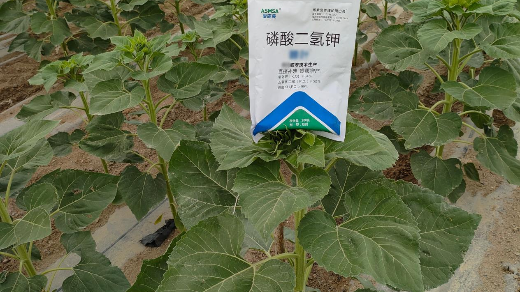 葵花种植抓住施肥关键期，丰产又增收