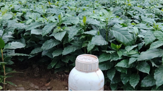 咖啡苗用什么叶面肥长势更健壮