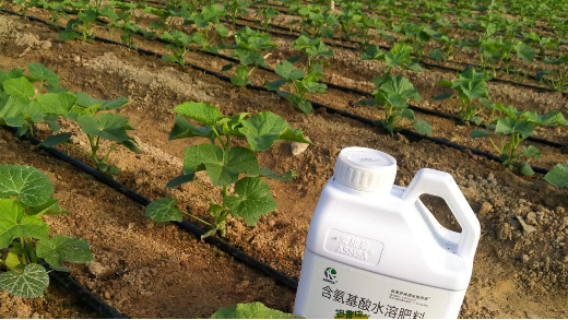 黄瓜定植后管理，稳苗促根壮苗