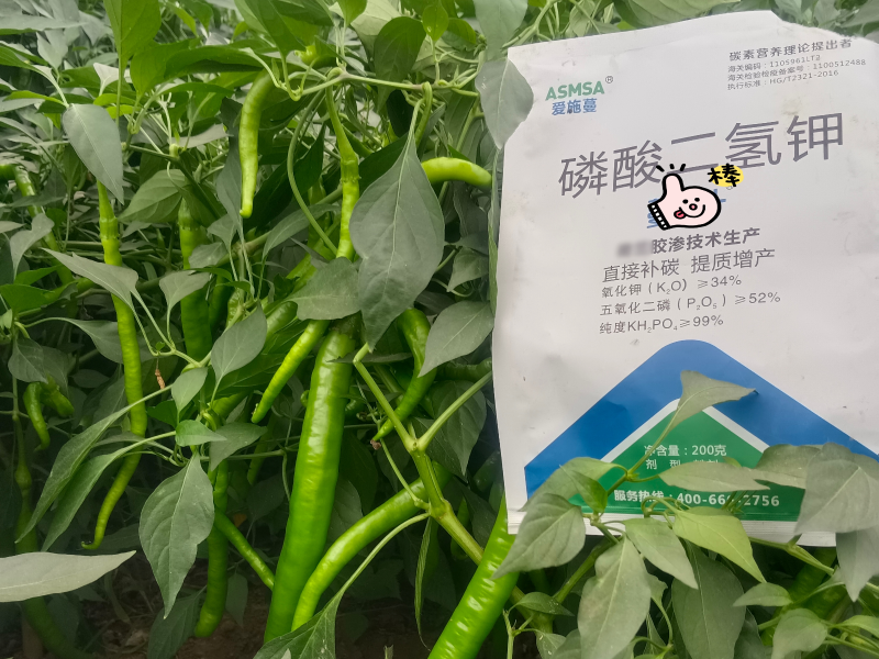 辣椒施肥-蔓叶磷酸二氢钾