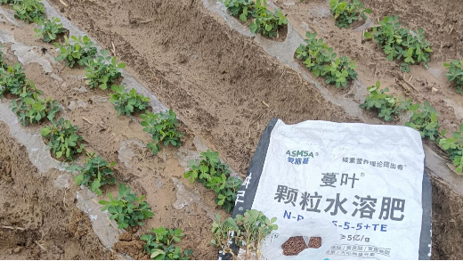 花生种植施肥秘籍，高产不发愁