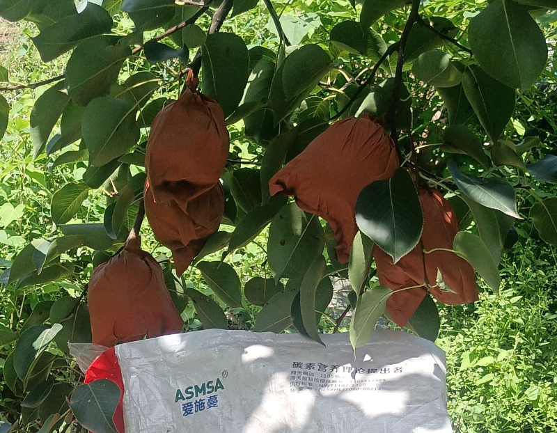 酥梨施肥-蔓叶颗粒水溶肥