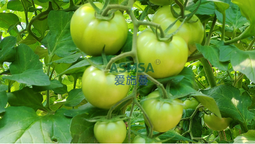 番茄裂果防控技术，种植户必看