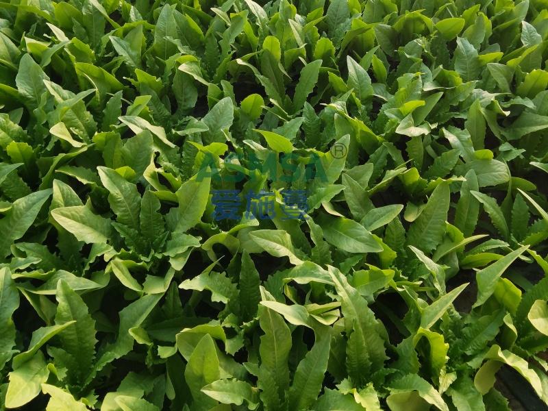 油麦菜施肥-爱施蔓蔓叶水溶肥