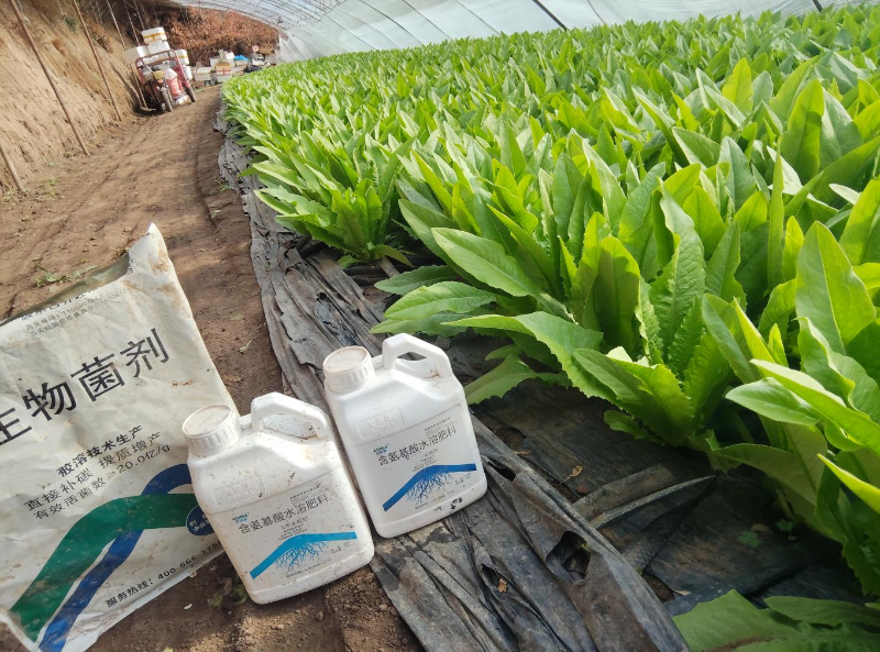 油麦菜施肥-蔓叶微生物菌剂＋生根剂