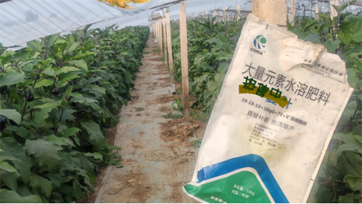 茄子用什么水溶肥好？