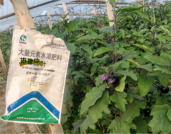 茄子种植-蔓叶大量元素水溶肥