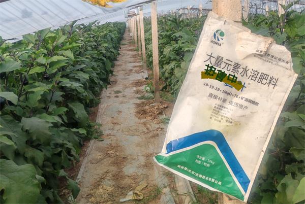 茄子种植-蔓叶大量元素水溶肥.