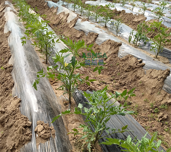 番茄施肥-爱施蔓蔓叶水溶肥 