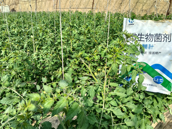 番茄施肥-爱施蔓蔓叶水溶肥