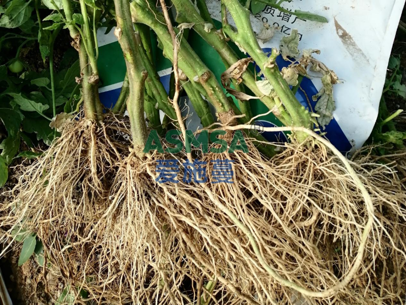 番茄施肥-蔓叶微生物菌剂