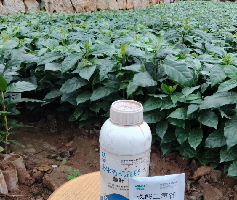 咖啡施肥-蔓叶流体有机氮肥 咖啡施肥-蔓叶流体有机氮肥