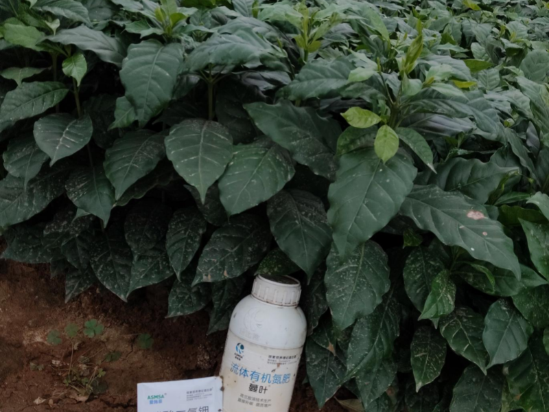 咖啡施肥—蔓叶流体有机氮肥 咖啡施肥—蔓叶流体有机氮肥
