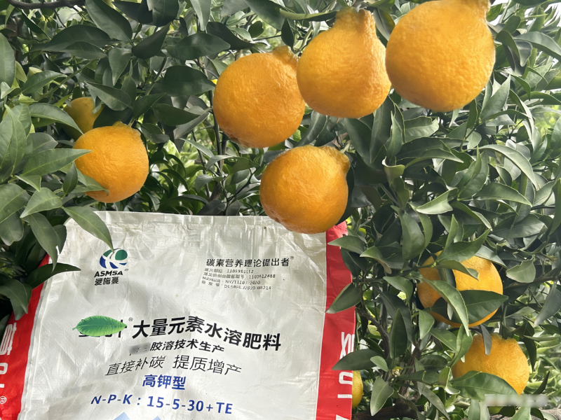 柑橘种植-蔓叶颗粒水溶肥