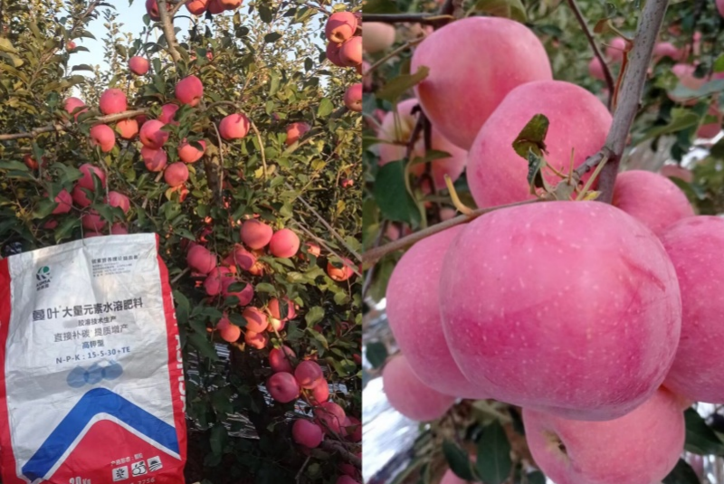 苹果施肥-蔓叶颗粒水溶肥