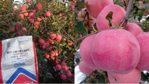 果树冻害不用慌，防重于治