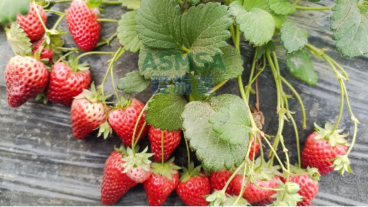 如何提高草莓开花座果率，这三点很重要