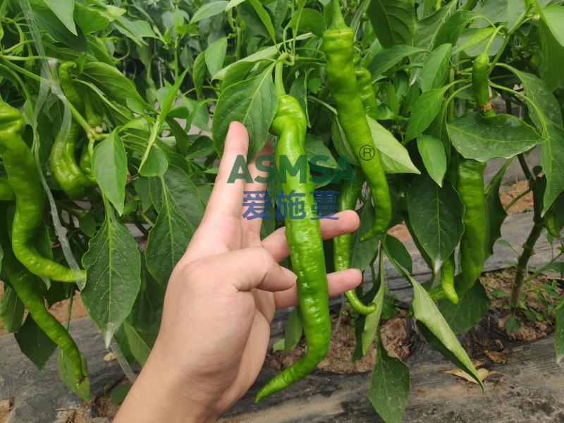 辣椒种植-爱施蔓蔓叶水溶肥