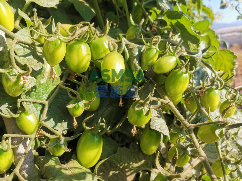 圣女果种植-爱施蔓蔓叶水溶肥