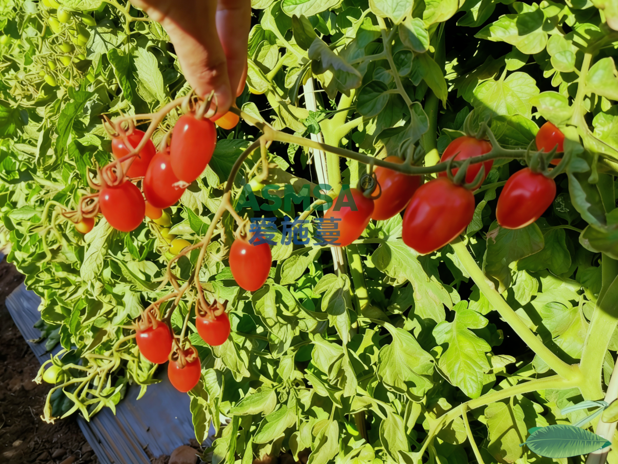 圣女果种植-爱施蔓蔓叶水溶肥