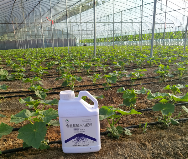 黄瓜种植-蔓叶生根剂