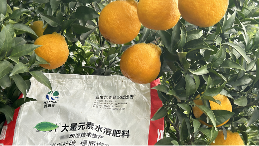 柑橘转色期管理，助力效益提升