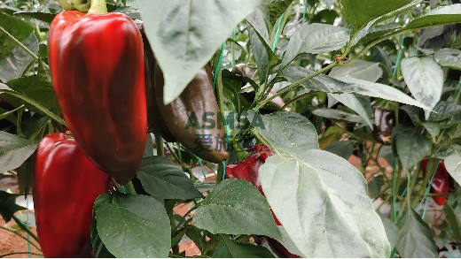 辣椒种植的黄金秘诀