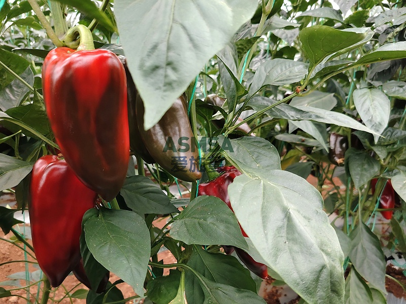 辣椒施肥-爱施蔓蔓叶水溶肥