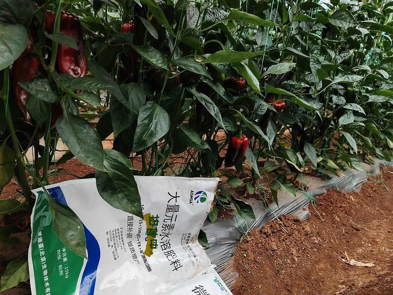 辣椒施肥-蔓叶水溶肥