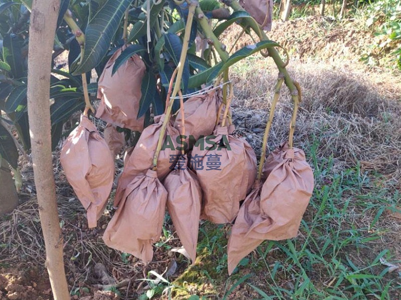 芒果施肥-爱施蔓蔓叶水溶肥