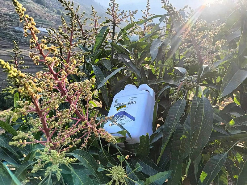 芒果施肥-蔓叶生根剂