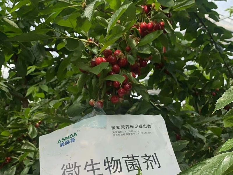 樱桃施肥-蔓叶微生物菌剂