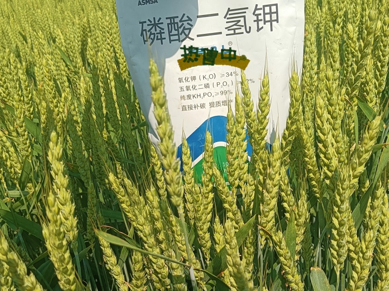 小麦施肥-蔓叶磷酸二氢钾
