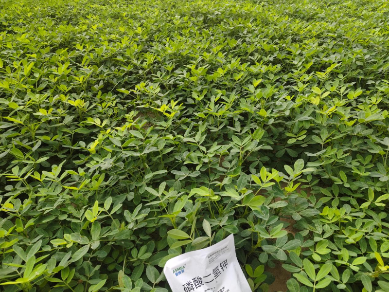 花生施肥- 蔓叶磷酸二氢钾