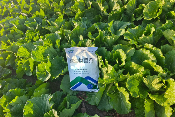 白菜施肥-蔓叶微生物菌剂 